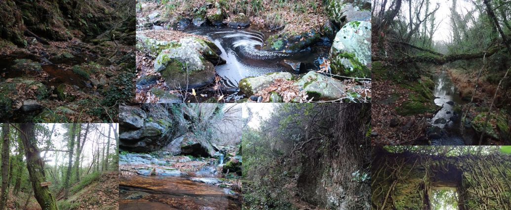 Βλαχοκερασιά