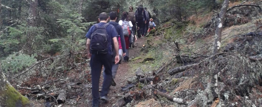 ζυγοβίτση - ελάτη