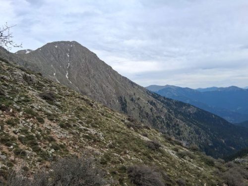 ελατοφυτο χελμός πλανητέρο 0 a