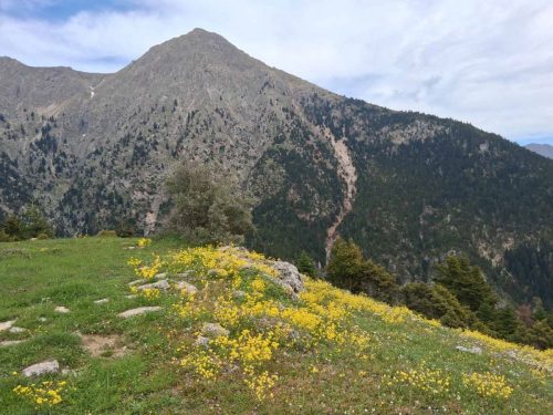 ελατοφυτο χελμός πλανητέρο 1 a