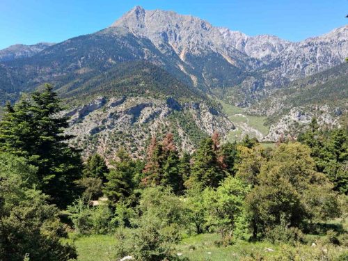 ελατοφυτο χελμός πλανητέρο 2 a