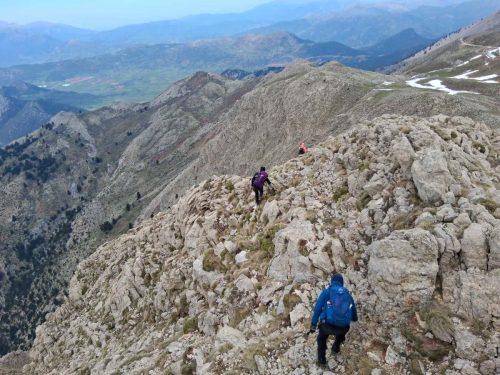 ελατοφυτο χελμός πλανητέρο 3 a