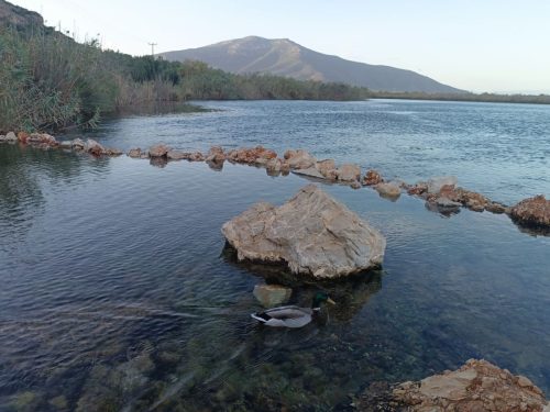 υγρότοπος μουστού 1