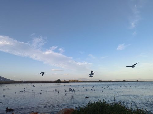 υγρότοπος μουστού 2