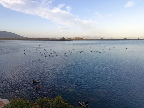 υγρότοπος μουστού 3